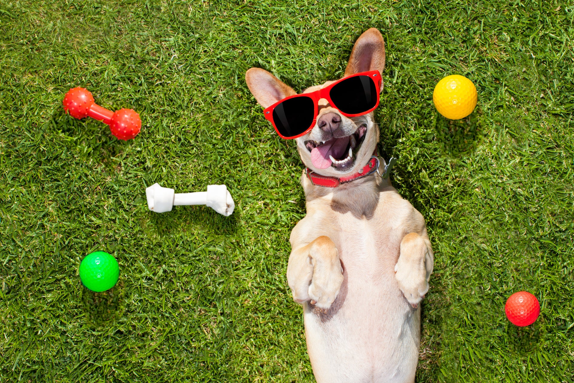 Die wichtigsten Regeln für das Spielen mit dem Hund